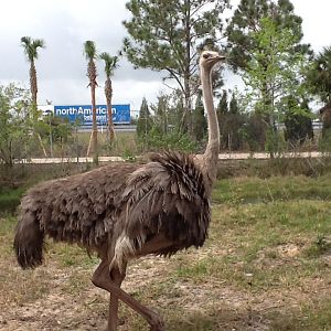 Cape to Cairo Express- Ostrich