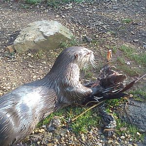 otter eats mallard