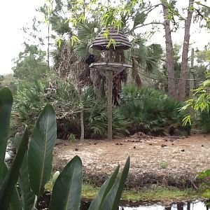 Australasia- Siamang Enclosure