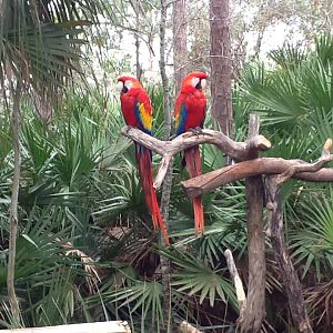 Zoo Exit- Scarlet Macaws