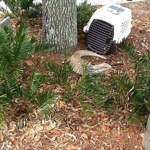 Zoo Education- Monitor Lizard