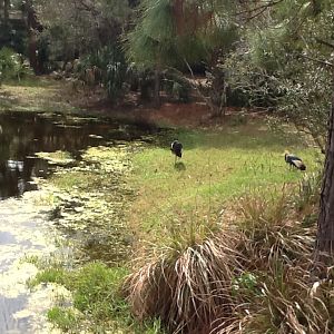 Expedition Africa- African Crowned Cranes