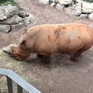 Expedition Africa- White Rhinoceros