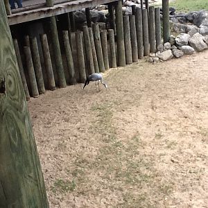 Expedition Africa- Stanley Crane