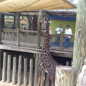 Expedition Africa- Giraffe