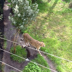 Expedition Africa- Cheetah