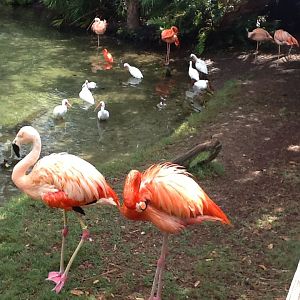 Waterfowl Lake- Flamingoes