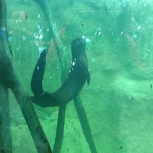 Wild Florida- River Otter
