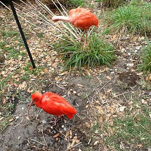 Waterfowl Lake- Scarlet Ibises