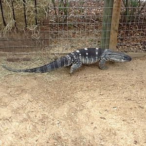 Paws On Petting Zone- Black-Throated Monitor
