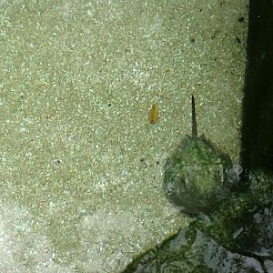 Indian River Play Lagoon Aquarium- Horseshoe Crab