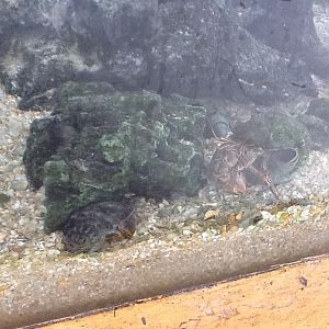 Indian River Play Lagoon Aquarium- Horseshoe Crab
