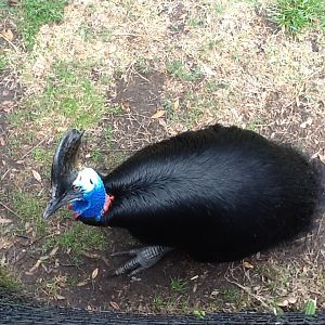Australasia- Cassowary