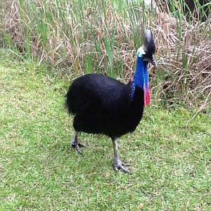 Australasia- Cassowary