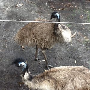 Australasia- Emus