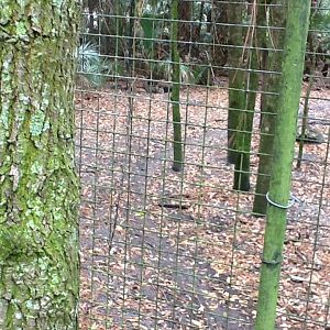 Wild Florida- Red Wolf Enclosure