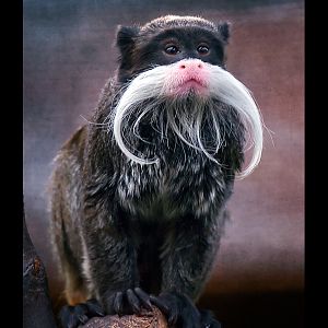 Emperor Tamarin