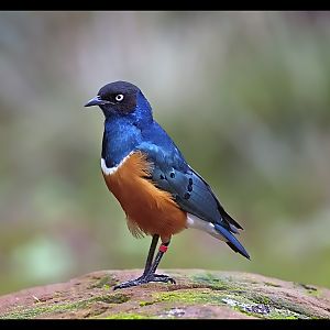 Superb Starling