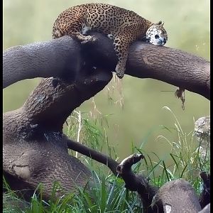 Sleeping Jaguar