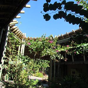 Orang Hutan: People of the Forest