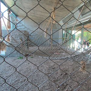 Orang Hutan: People of the Forest