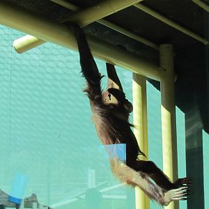 Orang Hutan: People of the Forest