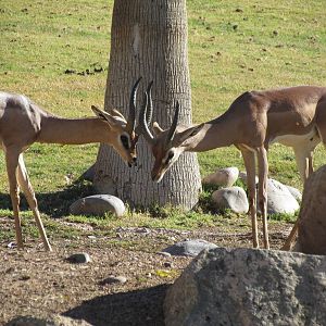 African Savanna - Gerenuk
