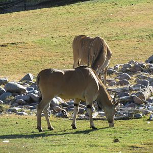 African Savanna - Common Eland