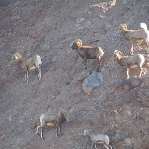 Desert Lives - Desert Bighorn Sheep