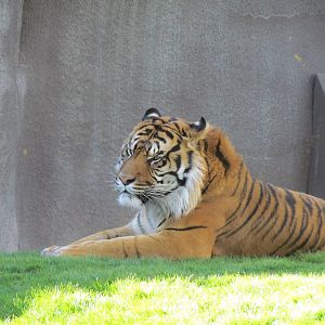 Africa Trail - Sumatran Tiger