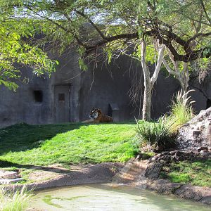 Africa Trail - Sumatran Tiger