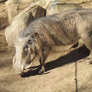 Africa Trail - Common Warthog