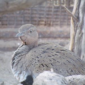 Africa Trail - Buff-crested Bustard