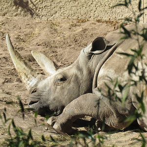 Africa Trail - Southern White Rhinoceros