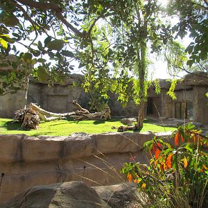 Africa Trail - Mandrill Exhibit