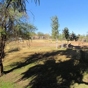 Africa Trail - Gerenuk Exhibit