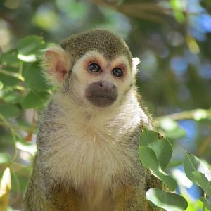 Tropics Trail - Common Squirrel Monkey