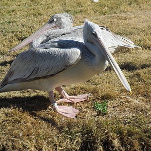 Tropics Trail - Pink-backed Pelican