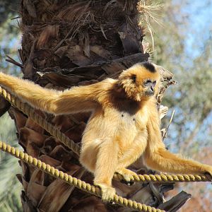 Tropics Trail - Buff-cheeked Gibbon