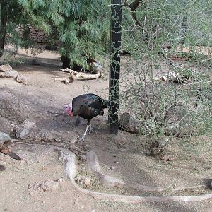 Arizona Trail - Aviary