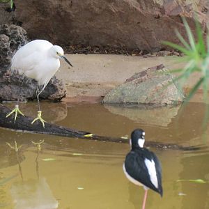 Arizona Trail - Snowy Egret and Black-necked Stilt
