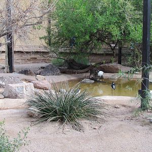 Arizona Trail - Aviary