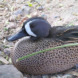 Arizona Trail - Blue-winged Teal