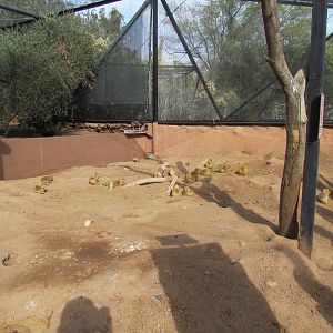 Arizona Trail - Black-tailed Prairie Dog Exhibit