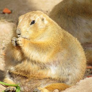 Arizona Trail - Black-tailed Prairie Dog