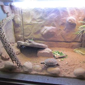 Arizona Trail - Desert Box Turtle Exhibit