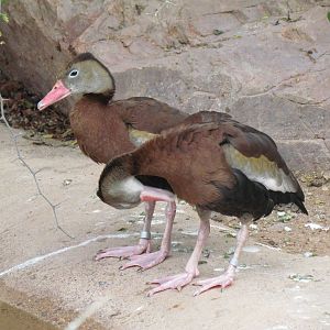Arizona Trail - Black-bellied Whistling Duck