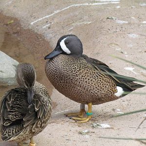 Arizona Trail - Blue-winged Teal
