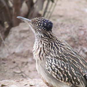 Arizona Trail - Greater Roadrunner