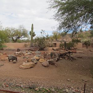 Arizona Trail - Collared Peccary Exhibit